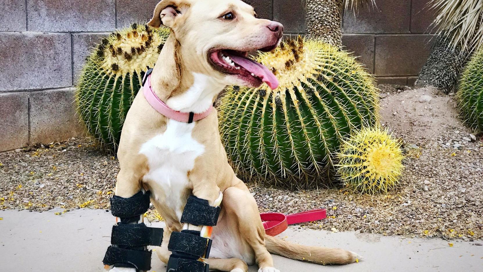 6 Tucson animal stories to help you de-stress during the holidays